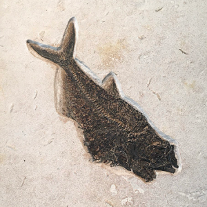 Fish Fossile