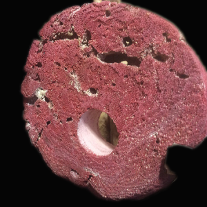 Coral