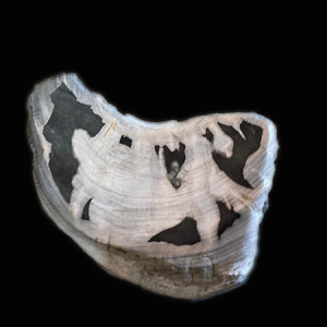 Petrified woods