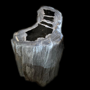 Petrified woods