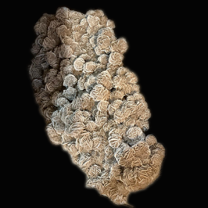 Fossile