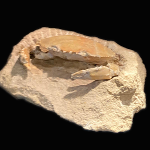 Fossile