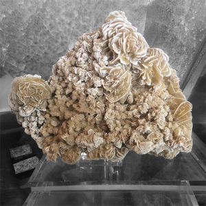 Desert Rose